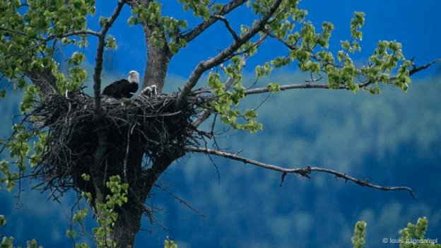 Birds nest #Bald Eagle