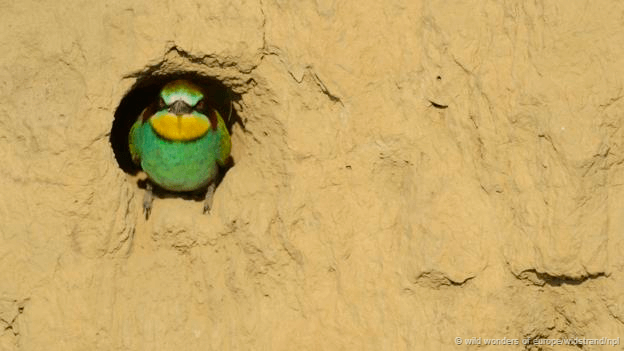 Birds nest #European Bee Eater