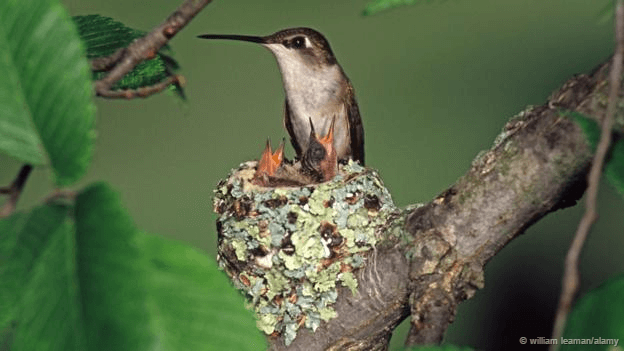 Birds nest #Ruby-throated Hummingbird