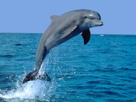Facts-About Dolphin-15