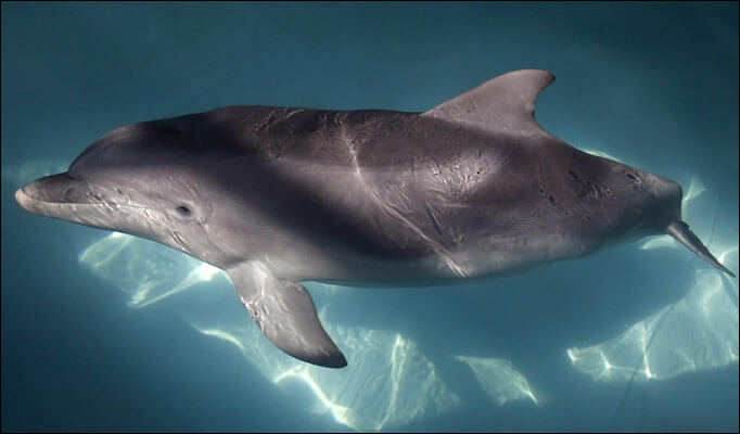 Facts-About Dolphin-20