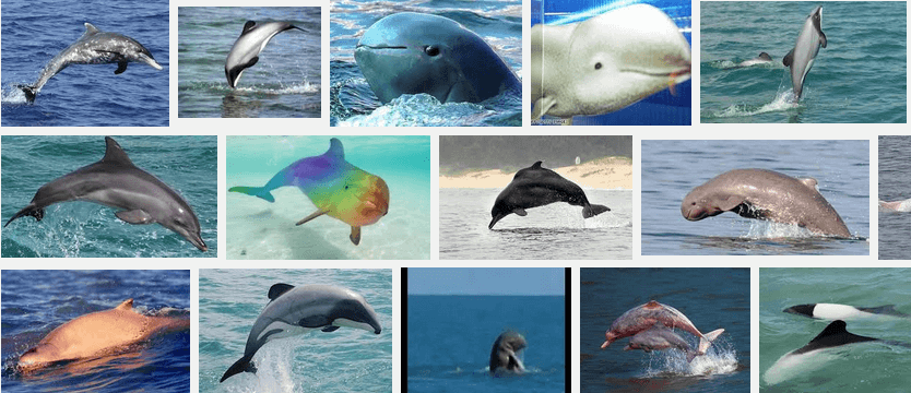 Facts-About Dolphin-9