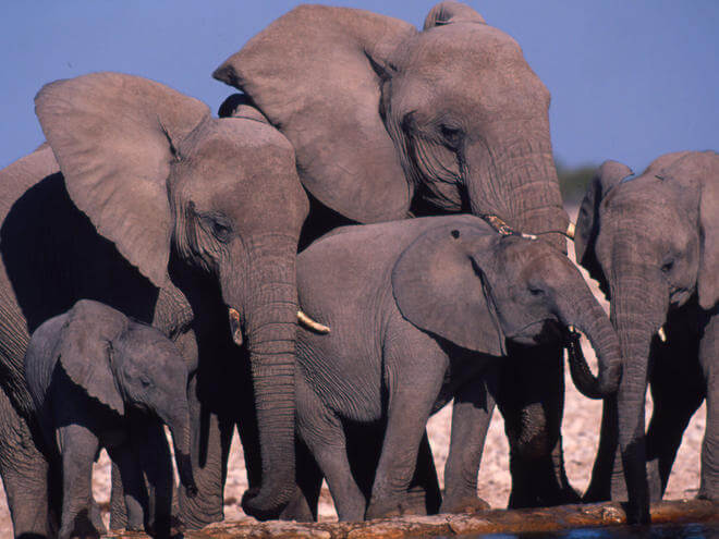 Facts about Elephants #5