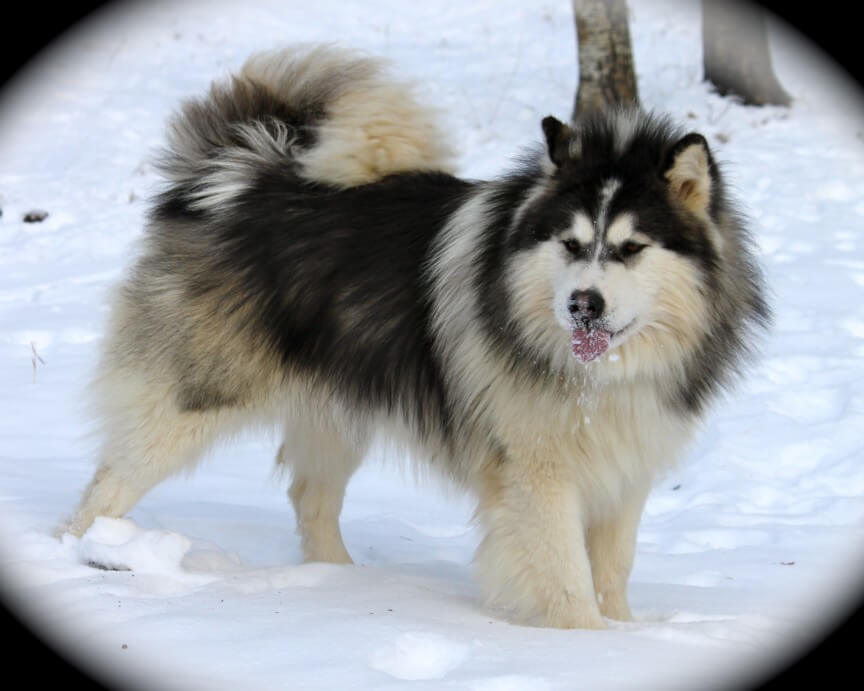 top 10 most dangerous dogs in the world-Alaskan Malamutes