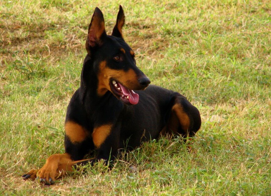top 10 most dangerous dogs in the world-Doberman