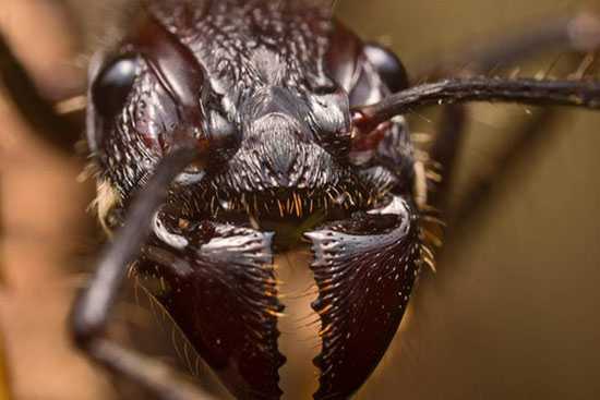 Amazon Rainforest Animals-Bullet-Ant