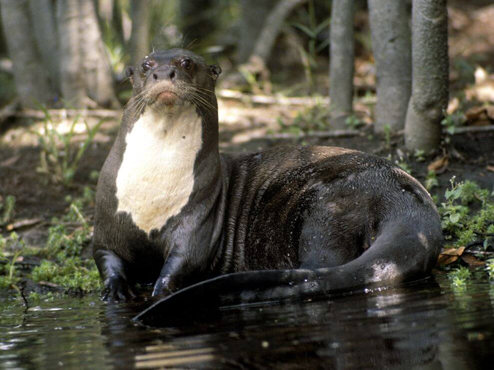 Amazon Rainforest Animals-Giant River Otter