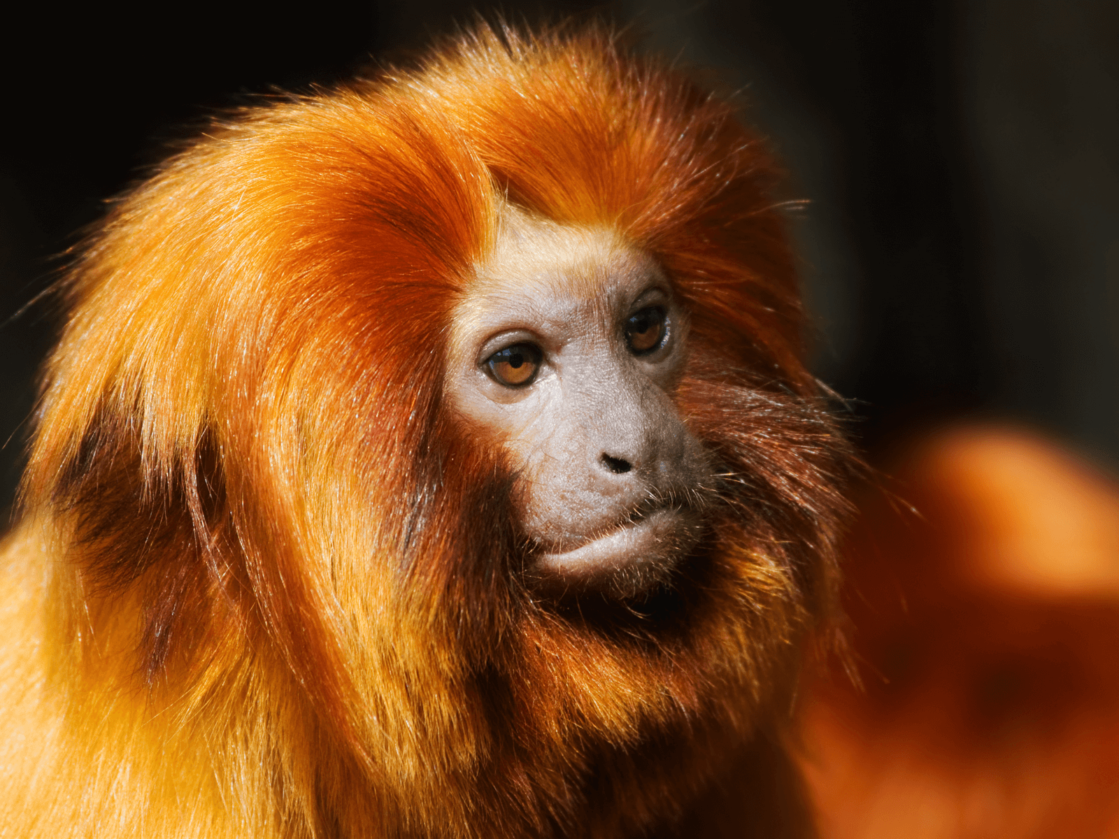 Amazon Rainforest Animals-Golden Lion Tamarin