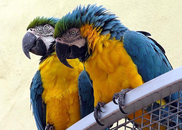 Amazon-Rainforest-Animals-Macaw
