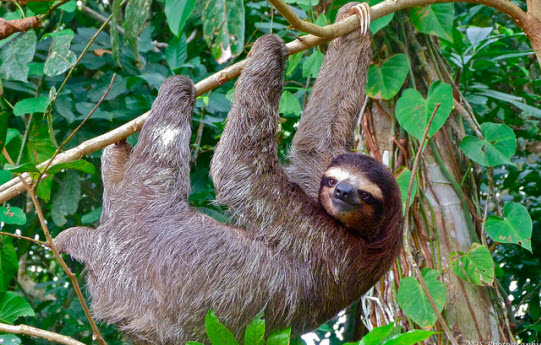Amazon Rainforest Animals-Sloth