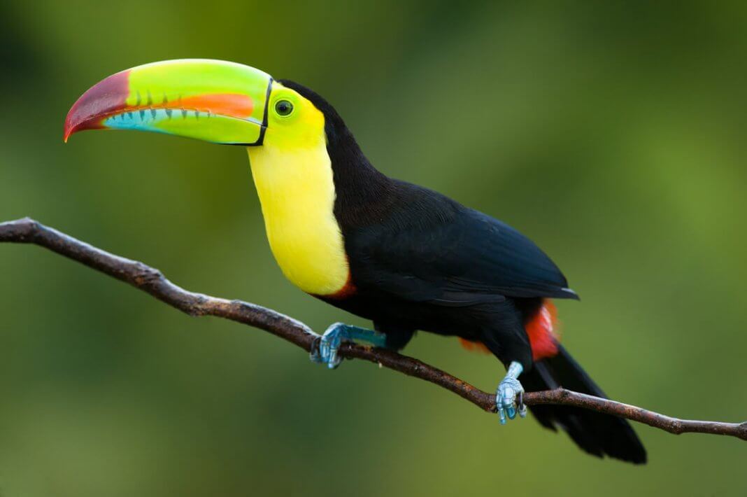 Amazon Rainforest Animals-Toucan
