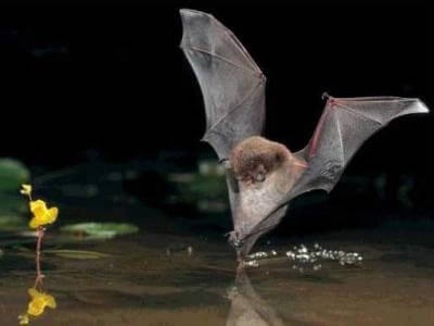 Amazon Rainforest-Fishing Bat
