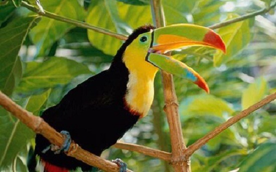 Amazon-rainforest-facts-14