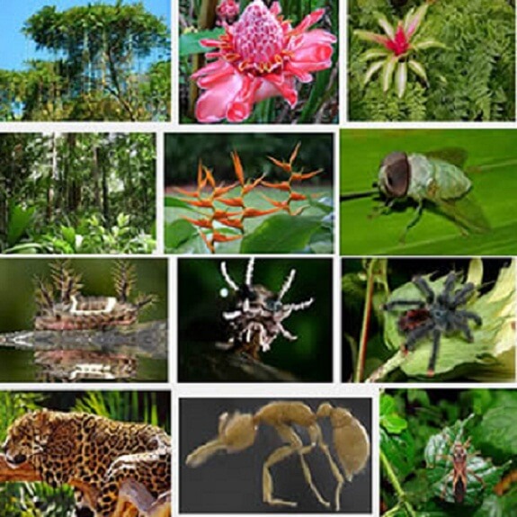 Amazon-rainforest-facts-7