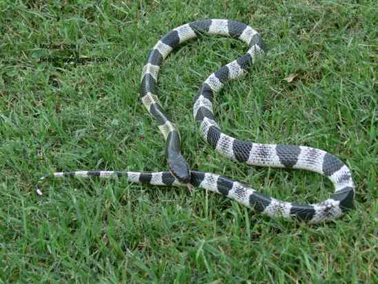 Most Poisonous Snakes in the World-Blue Krait