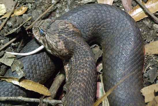 Most Poisonous Snakes in the World-Death Adder