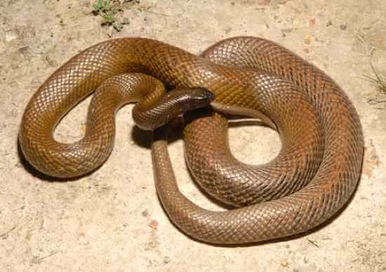 Most Poisonous Snakes in the World-Fierce Snake