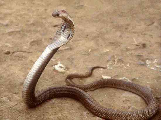 Most Poisonous Snakes in the World-Philippine Cobra