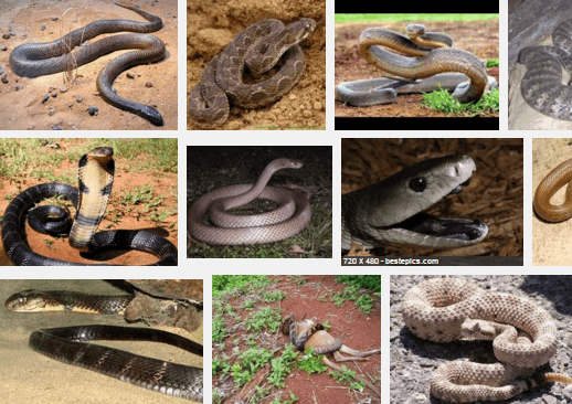 Most Poisonous Snakes in the World-featured image