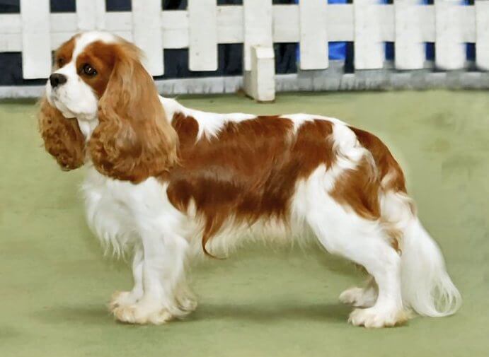 SMALLEST DOG BREED IN THE WORLD-Cavalier King Charles Spaniel