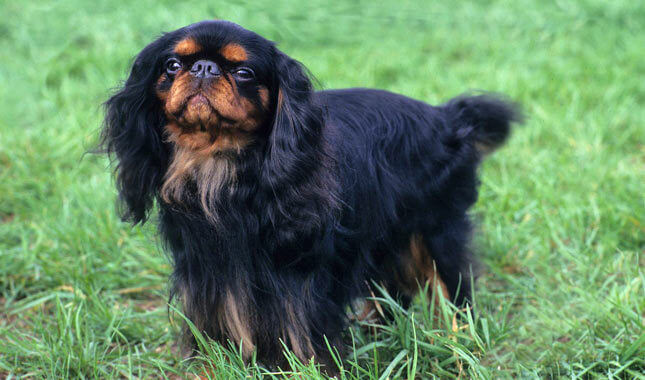 SMALLEST DOG BREED IN THE WORLD-English Toy Spaniel