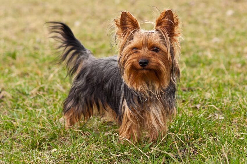 SMALLEST DOG BREED IN THE WORLD-Yorkshire terrier