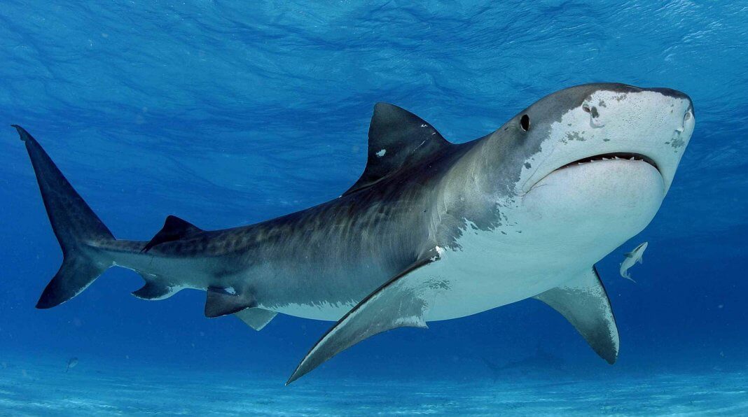 facts about sharks