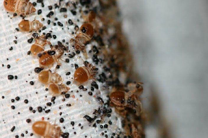 where do bed bugs come from in the first place