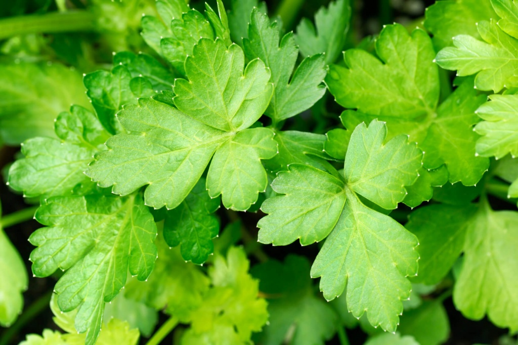 How-to-stop-your-period-for-a-day-home-remedies-parsley