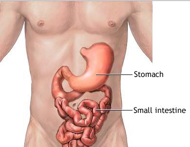 How Long To Digest Food Stomach to Small Intestine