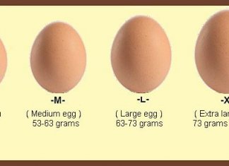 How Many Calories In An Egg