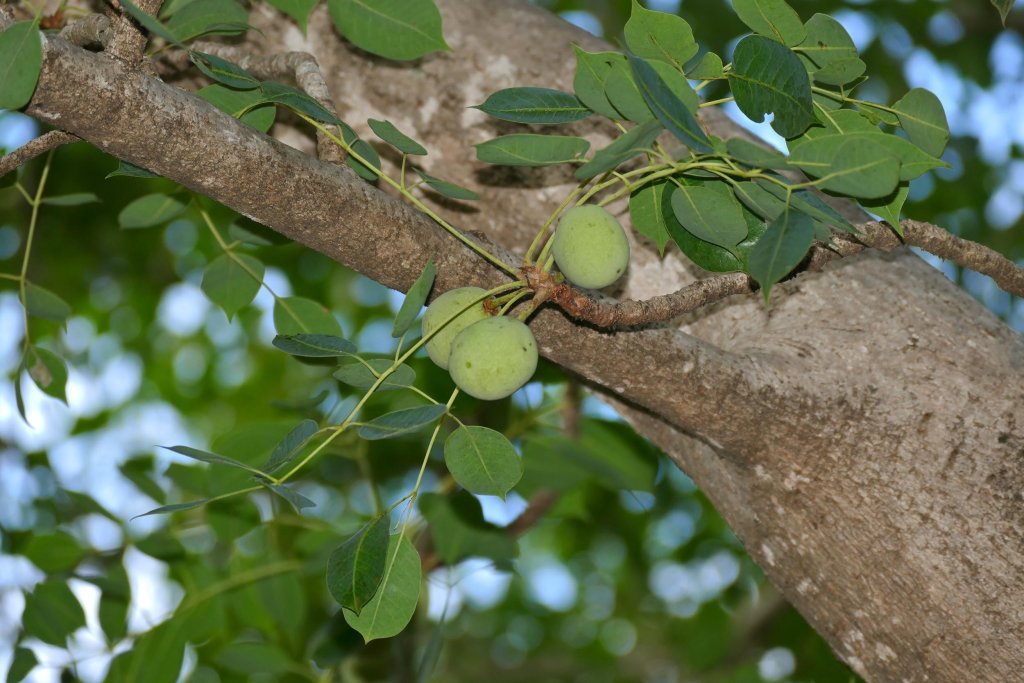 What is Marula Oil