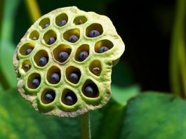 Trypophobia, Phobia of Holes