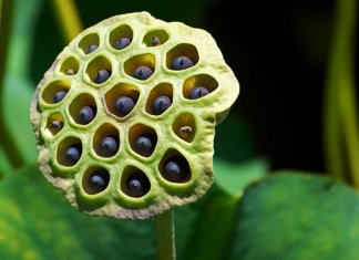 Trypophobia, Phobia of Holes