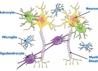 Stem Cell Therapy For Cerebral Palsy