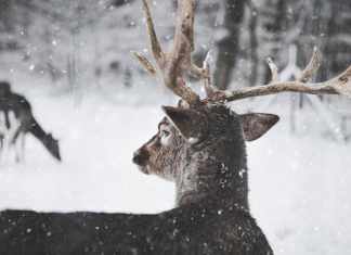 antler velvet