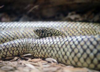 Top 10 Rarest Snakes in the World and Where You Find Them