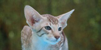 Oriental Shorthair