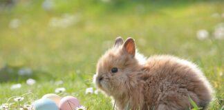 Do Rabbits Lay Eggs and Where Did This Belief Come From?