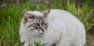 Lynx Point Siamese