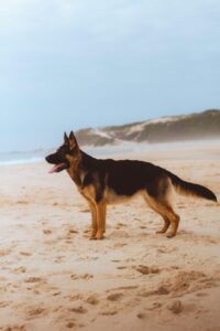 Short Haired Large Breed Dogs